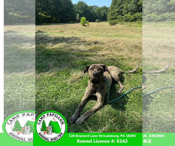 Medium Photo #7 Mutt Puppy For Sale in Stroudsburg, PA, USA