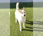 Small Labrador Retriever Mix
