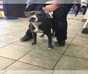 American Staffordshire Terrier Dogs for adoption in San Antonio, TX, USA