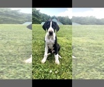 Small Photo #2 Great Dane Puppy For Sale in BESSEMER CITY, NC, USA