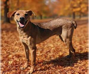 Buddy 26/743 - Male German Pinscher-Unknown Mix Dog for Adoption - Photo #3
