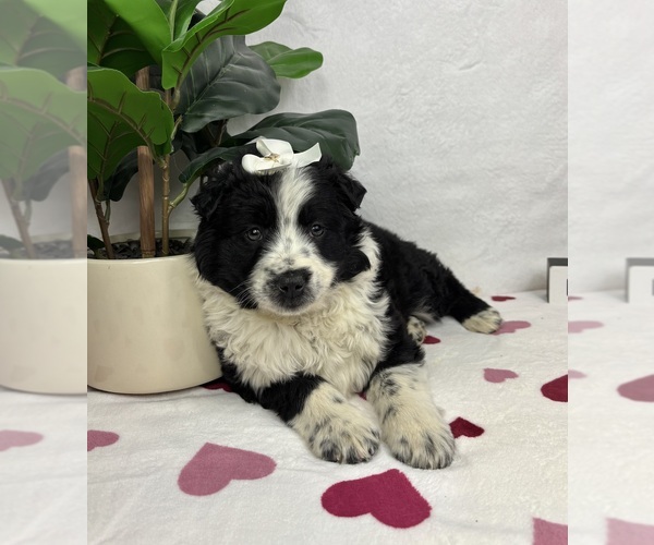 Medium Photo #1 Australian Cattle Dog-Miniature Australian Shepherd Mix Puppy For Sale in FRANKLIN, IN, USA