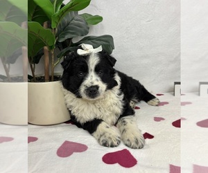 Australian Cattle Dog-Miniature Australian Shepherd Mix Puppy for sale in FRANKLIN, IN, USA