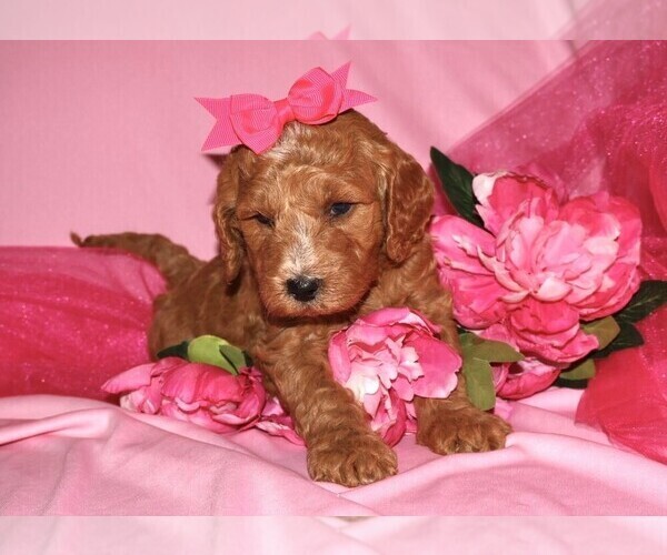 Medium Photo #3 Goldendoodle (Miniature) Puppy For Sale in LIBERAL, MO, USA