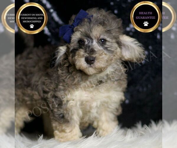 Medium Photo #104 Poodle (Toy) Puppy For Sale in WARSAW, IN, USA