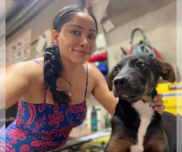 Medium Photo #1 Cocker Spaniel-Unknown Mix Puppy For Sale in San Diego, CA, USA