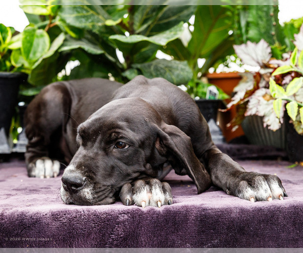Medium Photo #1 Great Dane Puppy For Sale in WAKARUSA, IN, USA