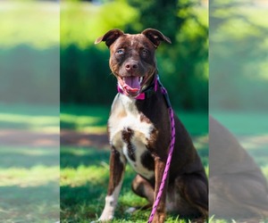 Mutt Dogs for adoption in Greenville, SC, USA