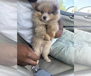 Pomeranian Puppy for sale in COLUMBIA, SC, USA