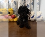 BichPoo puppies - Male Bichpoo Puppy for Sale - Photo #5