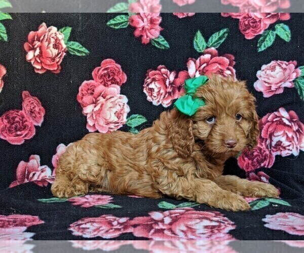 Medium Photo #4 Cocker Spaniel-Poodle (Miniature) Mix Puppy For Sale in BIRD IN HAND, PA, USA