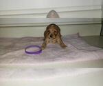 Small Photo #4 Goldendoodle Puppy For Sale in FROSTPROOF, FL, USA