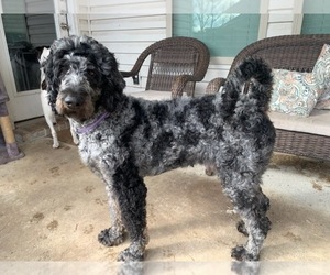 Father of the Labradoodle puppies born on 06/16/2026