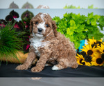 Puppy Toby Cavapoo (Miniature)