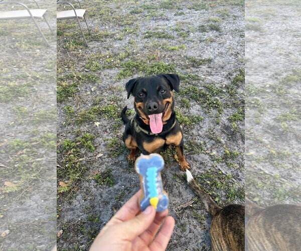 Medium Photo #3 Rottweiler Puppy For Sale in Miami, FL, USA