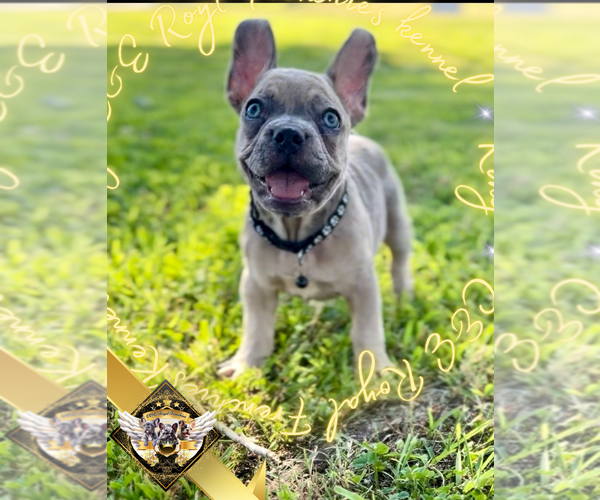 Medium Photo #8 French Bulldog Puppy For Sale in ATHENS, GA, USA