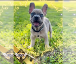 Small #7 French Bulldog