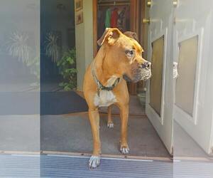 Sissy - Female Boxer Dog for Adoption - Photo #11