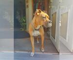 Small #10 Boxer
