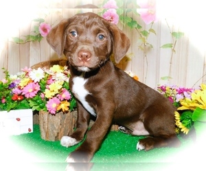 Jack Russell Terrier-Labrador Retriever Mix Puppy for sale in HAMMOND, IN, USA