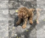 Small #4 Goldendoodle (Miniature)