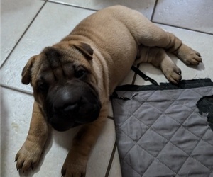 Ori-Pei Puppy for sale in LAKELAND, FL, USA