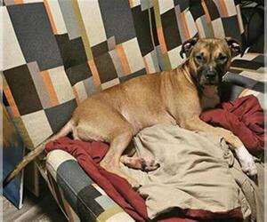 American Staffordshire Terrier-Unknown Mix Dogs for adoption in San Antonio, TX, USA