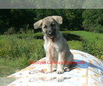 Image preview for Ad Listing. Nickname: Pumpkin Pecan