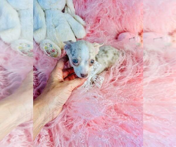 Medium Photo #19 Chihuahua Puppy For Sale in TAMPA, FL, USA