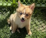 Small Photo #1 Pomimo Puppy For Sale in SYRACUSE, NY, USA