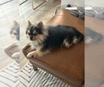 Small Pomeranian Mix