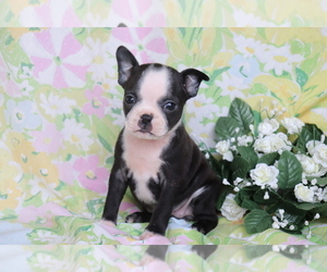 Boston Terrier-Faux Frenchbo Bulldog Mix Puppy for sale in SHILOH, OH, USA