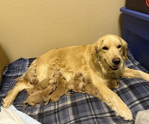 Medium Photo #1 English Cream Golden Retriever Puppy For Sale in PORTALES, NM, USA