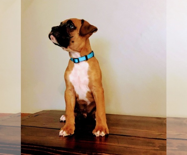 Medium Photo #5 Boxer Puppy For Sale in MILFORD, IN, USA