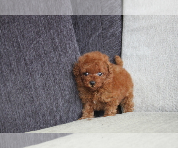 Medium Photo #3 Poodle (Toy) Puppy For Sale in MANHATTAN, NY, USA