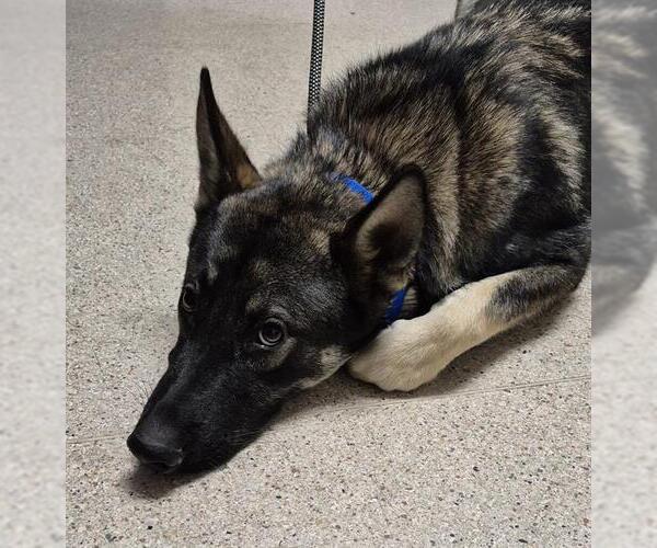 Medium Photo #1 German Shepherd Dog Puppy For Sale in Bakersfield, CA, USA