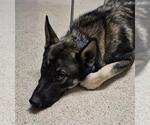 Small German Shepherd Dog