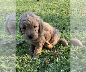 Medium Goldendoodle (Miniature)