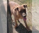Small #3 American Pit Bull Terrier-Labrador Retriever Mix