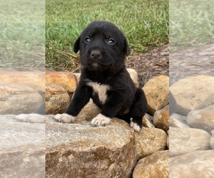 Labrador Retriever-Unknown Mix Puppy for sale in RUTHERFORDTON, NC, USA