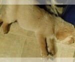 Small Photo #14 Golden Retriever Puppy For Sale in IDAHO SPRINGS, CO, USA