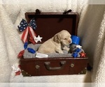 Image preview for Ad Listing. Nickname: Tate