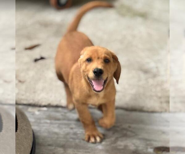 Medium Photo #4 Labbe Puppy For Sale in Yardley, PA, USA