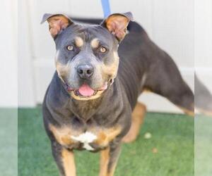 Mutt Dogs for adoption in Camarillo, CA, USA