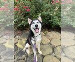 Small #2 Siberian Husky