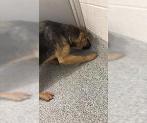 German Shepherd Dog Dogs for adoption in Houston, TX, USA