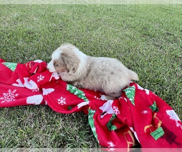 Medium Photo #3 Australian Shepherd Puppy For Sale in MOSELLE, MS, USA