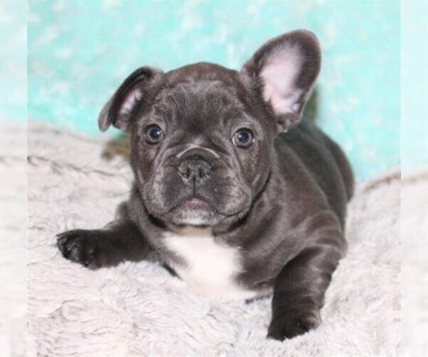 Medium Photo #2 French Bulldog Puppy For Sale in PITTSBURGH, PA, USA