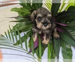 Small Photo #20 Schnauzer (Miniature) Puppy For Sale in FORT PIERCE, FL, USA