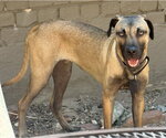 Small #1 Black Mouth Cur-German Shepherd Dog Mix